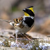 3斤装 虎头凤观赏鸟食饲料探春鸟粮
