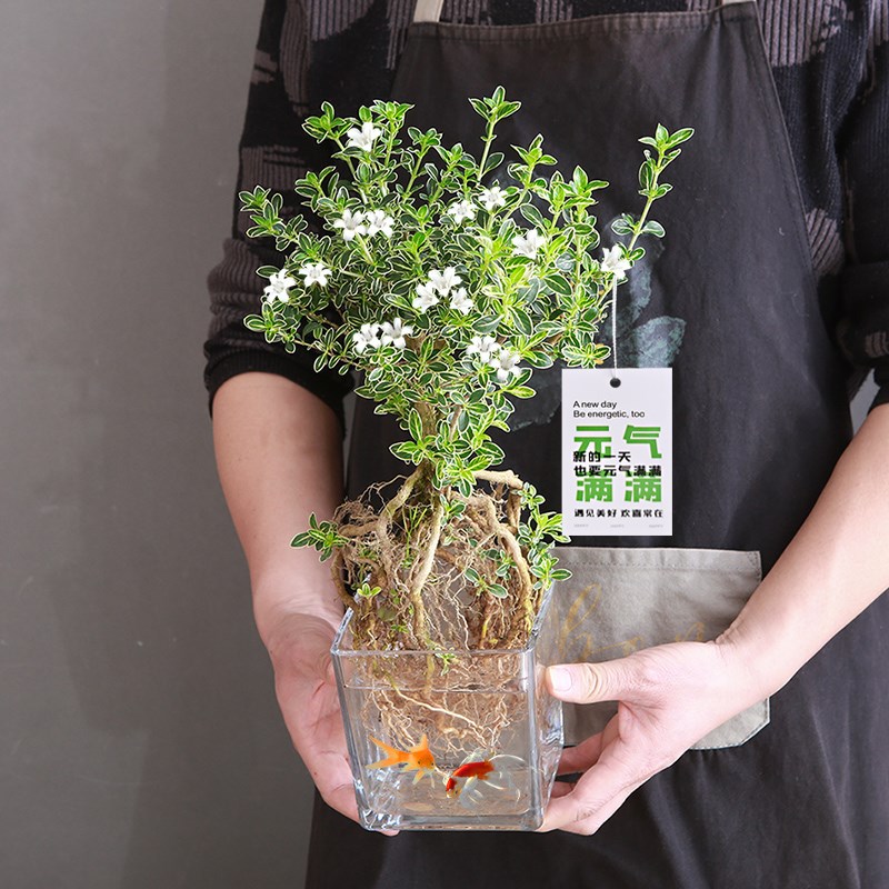 水培六月雪老桩提根盆景四季常青造型盆栽办公室内易养微景观造景