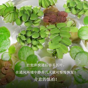 水生植物 浮萍肚兜萍净化水质 吸收鱼虾缸氨氮 水族鱼缸造景适合