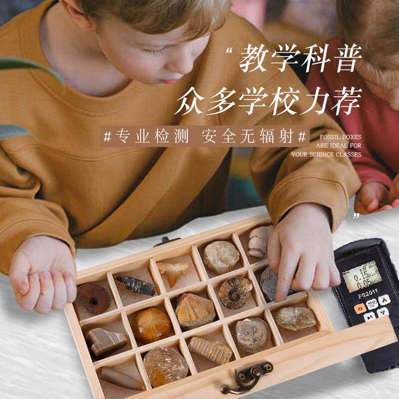 15天然化石头原珊瑚菊石鲨鱼牙齿树化OIH种玉海石螺木盒工石艺摆