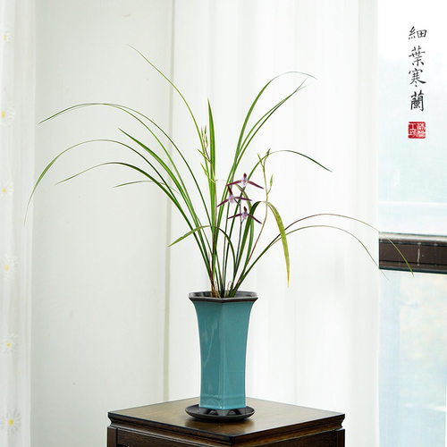 细叶寒兰国兰中式桌面兰花盆栽带盆栽好客厅书房茶室盆景植物
