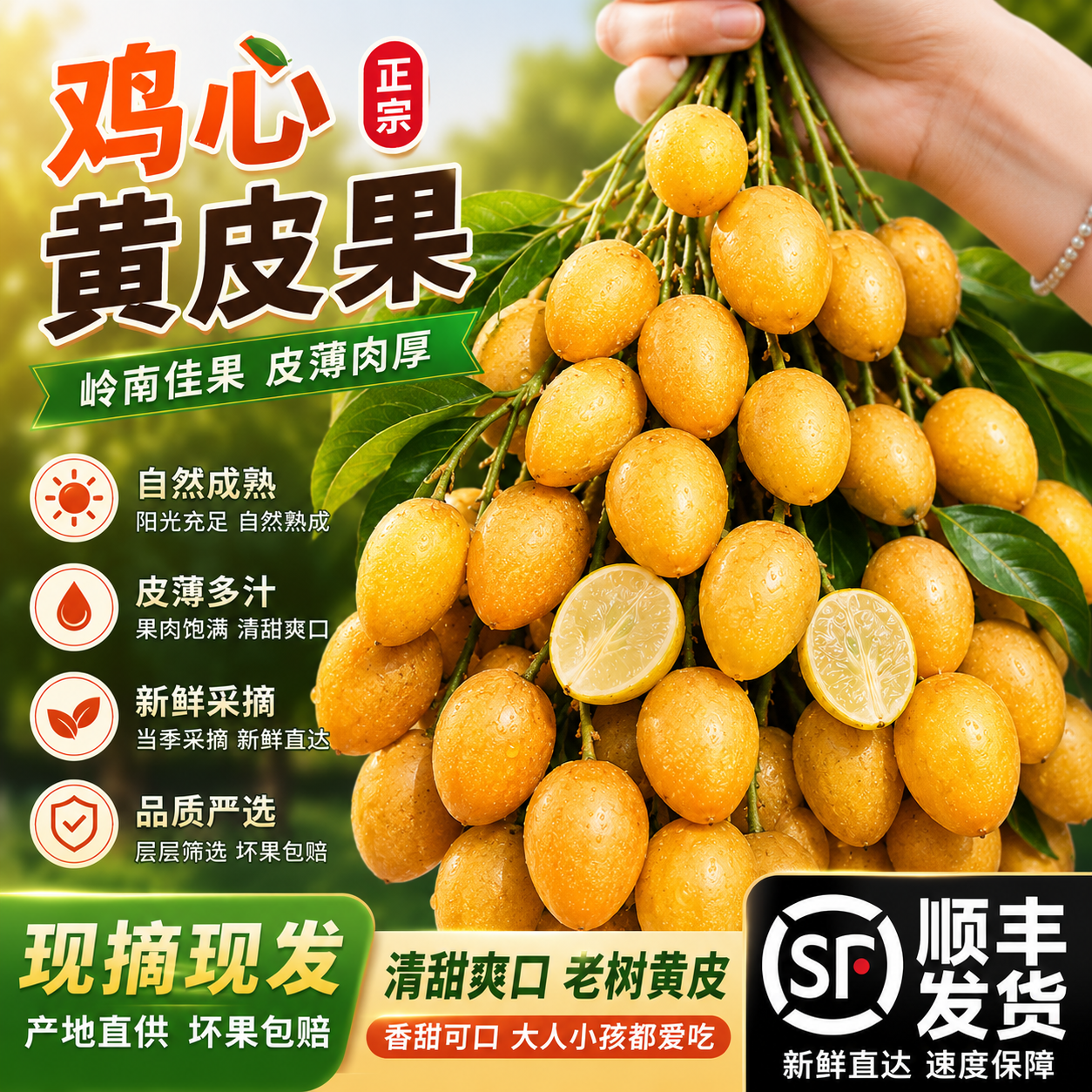 顺丰 福建鸡心黄皮果新鲜水果当季现摘酸甜黄弹子酸甜水果包邮