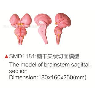 SMD1181脑干矢状切面模型