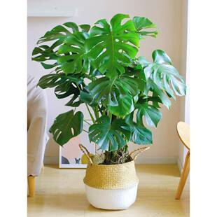 龟背竹大型盆栽北欧网红绿植室内客厅办公室大叶植物除甲醛真花卉