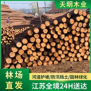 松木桩林场直销落叶松湿地松打桩木河道防汛木桩工地建筑水利工程