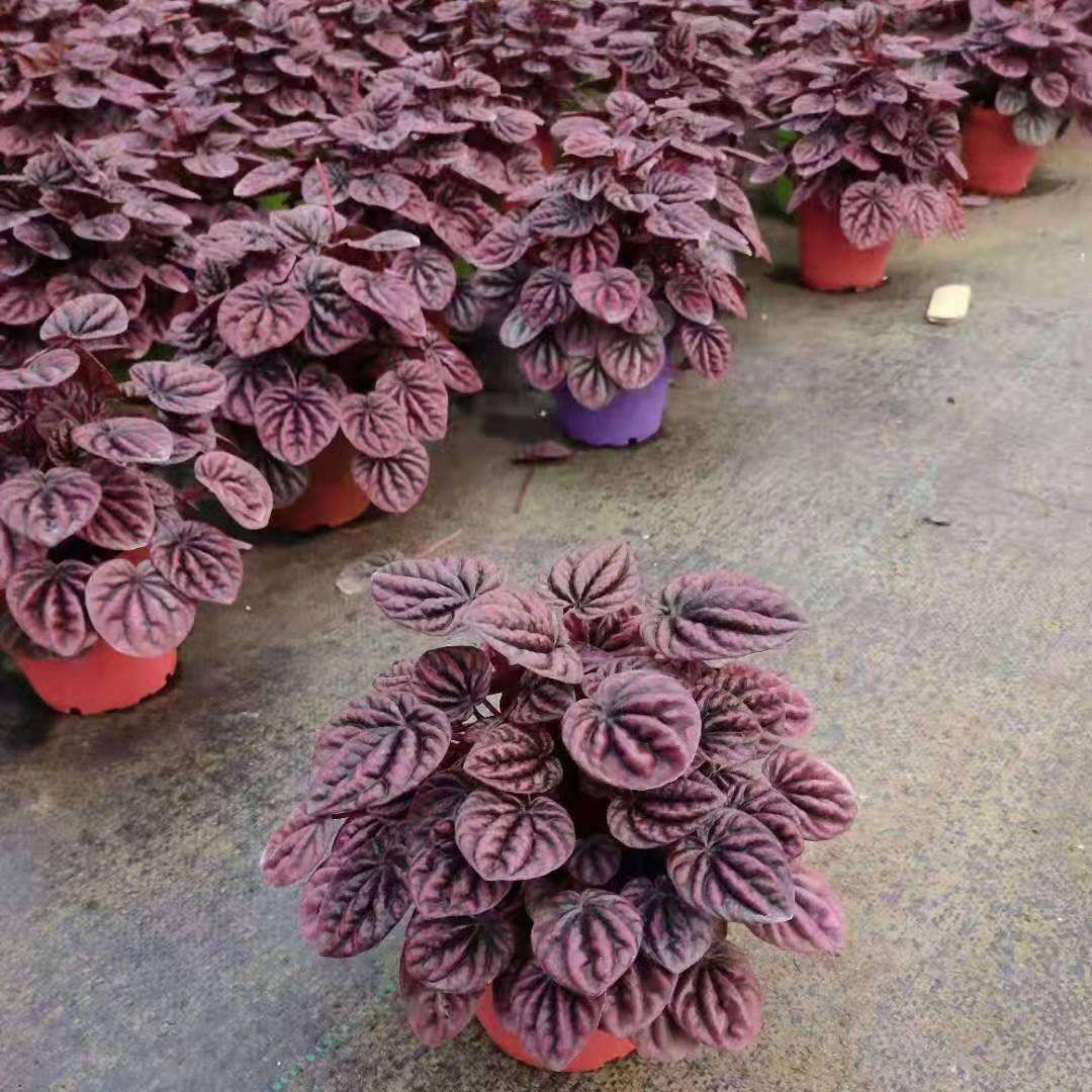 观叶植物椒草盆栽花卉居家盆栽花卉绿植110#红宝石