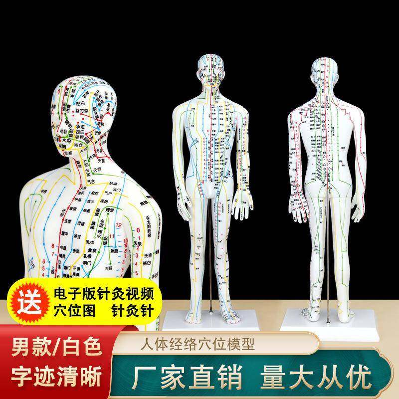 珞亚山川男模型白色刻字人体模型穴位模型男模人模型经络穴位模型