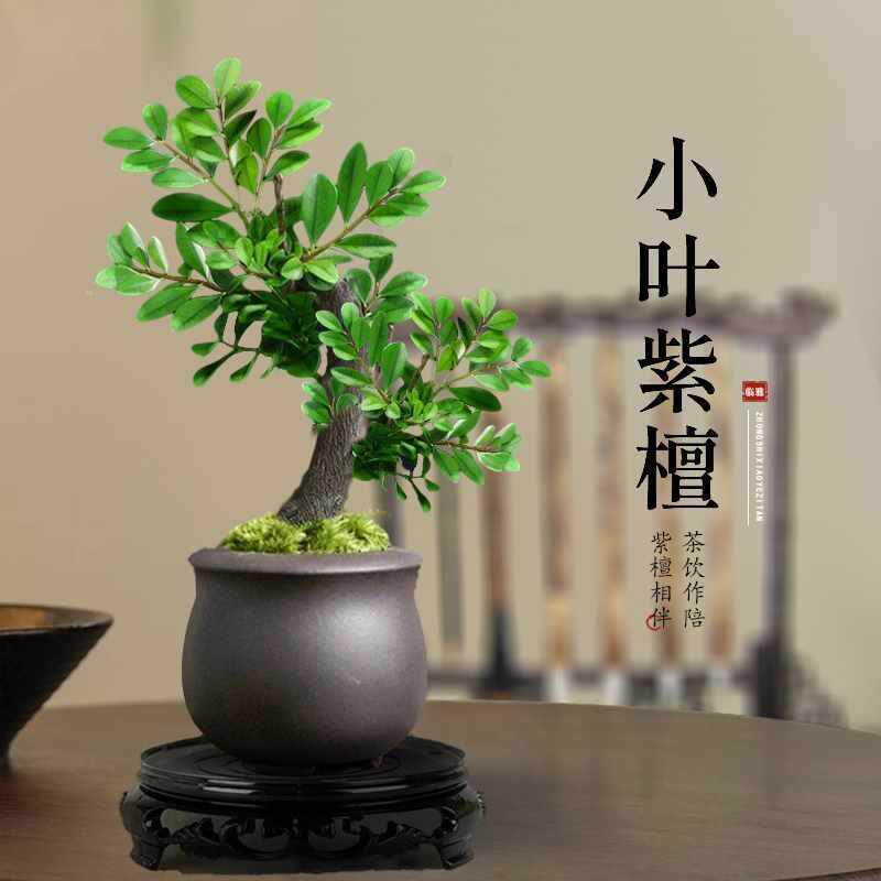 四季内绿植老桩小苗紫檀盆景F97H65JJ树盆栽养办公室桌面植叶物花