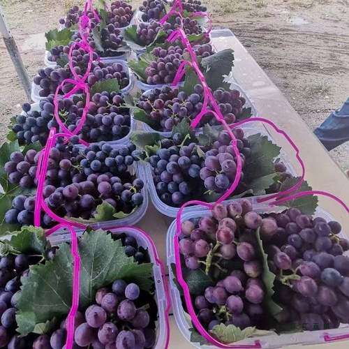 1-1扣4斤新料配盖F96559HH卡设计水果篮草莓杨梅手鸡萄蛋蔬菜篮葡