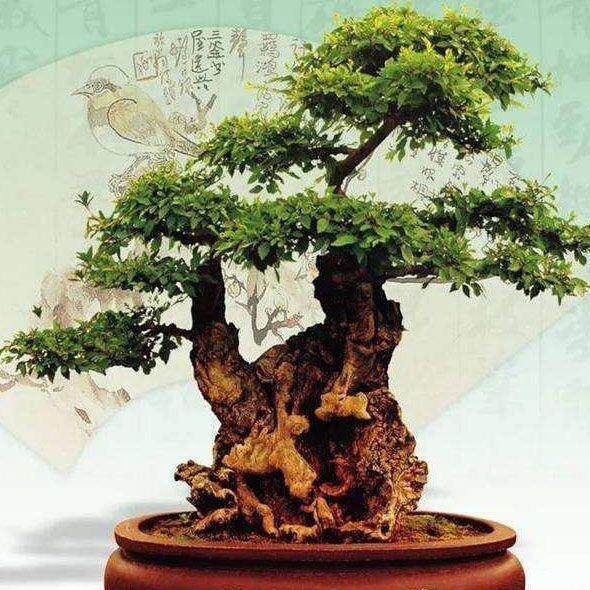 黄荆盆景10030104桩老桩荆轲疙瘩绿植利室内熟阳台庭舍院特提根四