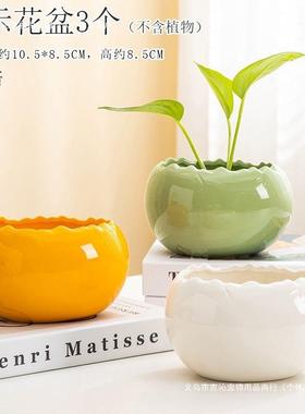 水EQH培约绿植绿萝铜草钱简创意式桌面小摆件装饰落地陶瓷花盆安