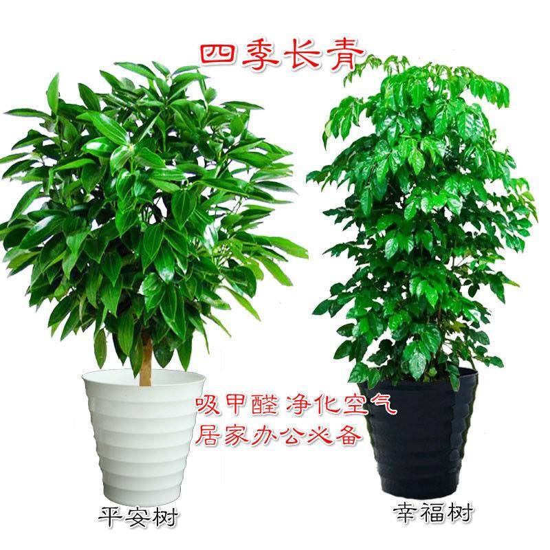 大平安树幸福树盆栽四季常青花卉绿植吸甲醛净化空气网红款植物