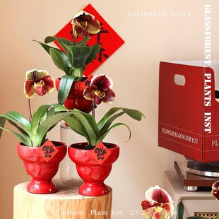 红肉饼兜兰盆栽带花苞好养易复花期长室内桌面花卉乔迁新年送礼物