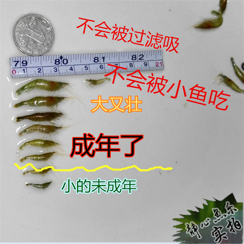 黑壳虾包邮大号特大尺寸除藻虾活饵乌龟饲料工具虾观赏虾秀丽白虾