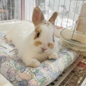 兔子趴趴垫夏季 防泼水垫子小方垫兔兔冰垫夏天防水垫子侏儒兔垫子