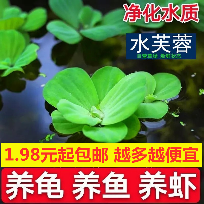 水芙蓉水葫芦浮萍水草水生花卉植物养龟养鱼养虾水浮莲鱼缸造景