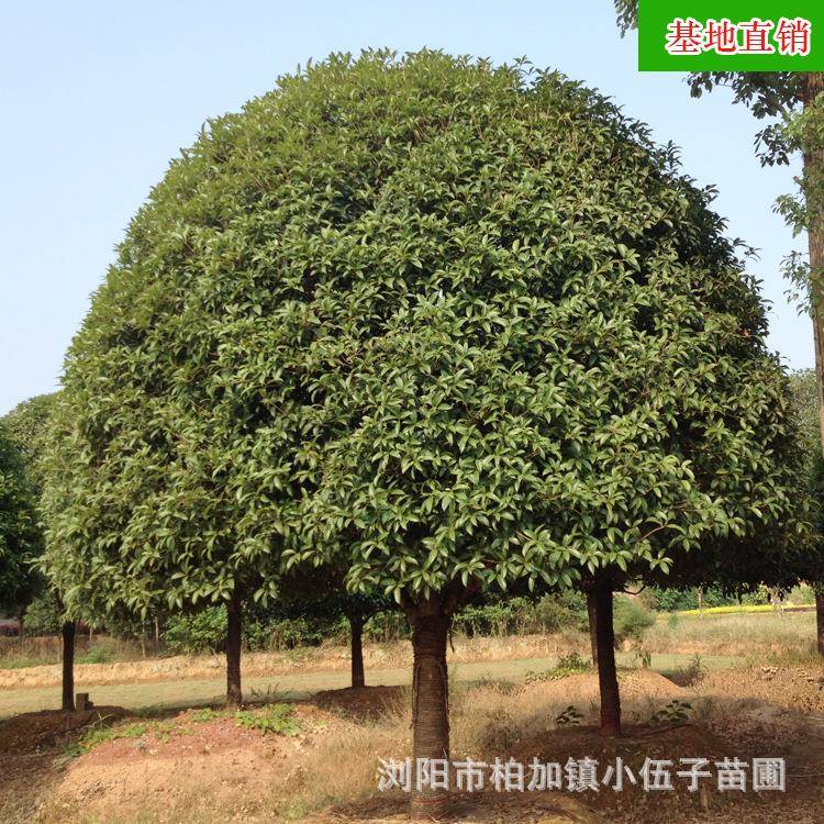 湖南桂花树绿化苗木15公分4米冠幅八月桂金桂大型工程苗