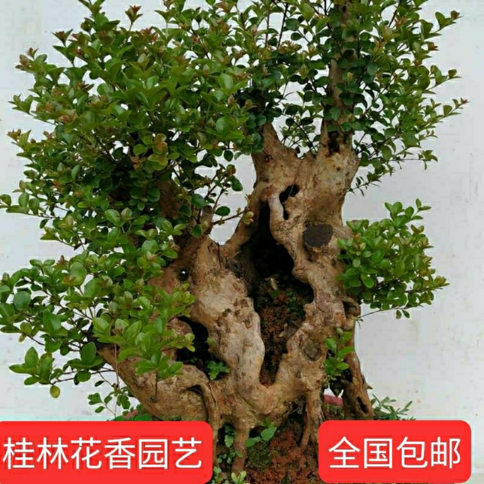 赤楠盆景小叶红芽赤楠树桩熟桩阳台盆栽绿植庭院盆景树桩盆景