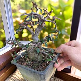 云南昭通白花荀子珍珠米叶四季常绿花卉绿植盆景基地直发火棘盆景