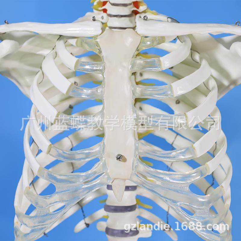 成人一比骨一人体骨骼模852型180M标准医艺用大骼模型C色纯白骨架
