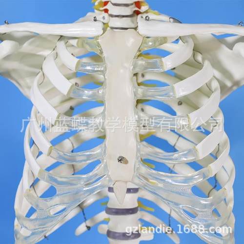 成人一比骨一人体骨骼模852型180M标准医艺用大骼模型C色纯白骨架