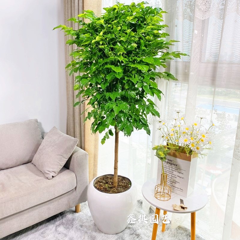 多年生大叶幸福树盆栽植物绿宝树大型室内花客厅好养四季常青绿植