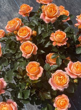 惠惠的花园 灌木月季飞橙四季丰花橙色包子庭院阳台盆栽玫瑰