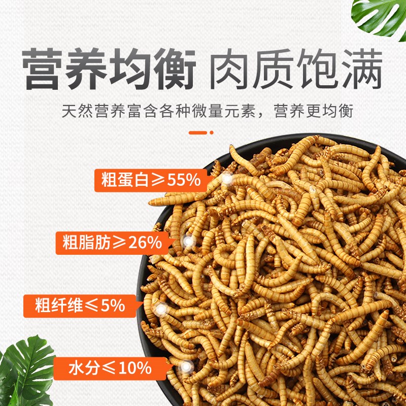面包虫活虫鲜活大麦黄粉玉米虫子角蛙粮守宫蜥蜴螳螂壁虎蜘蛛饲料