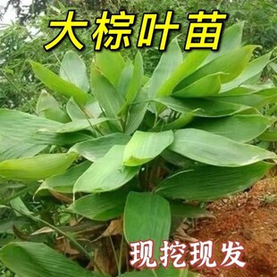 大粽叶苗四季可种植苗棕叶苗包粽子叶树苗成活率高林下庭院盆栽苗