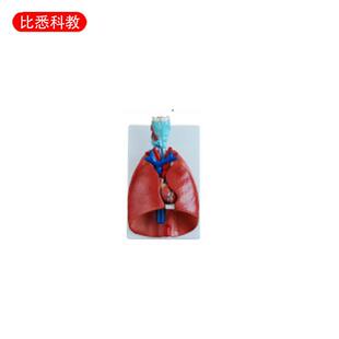 自然大1:1人体呼吸系统模型可拆卸人体肺解刨模型附带心脏7部