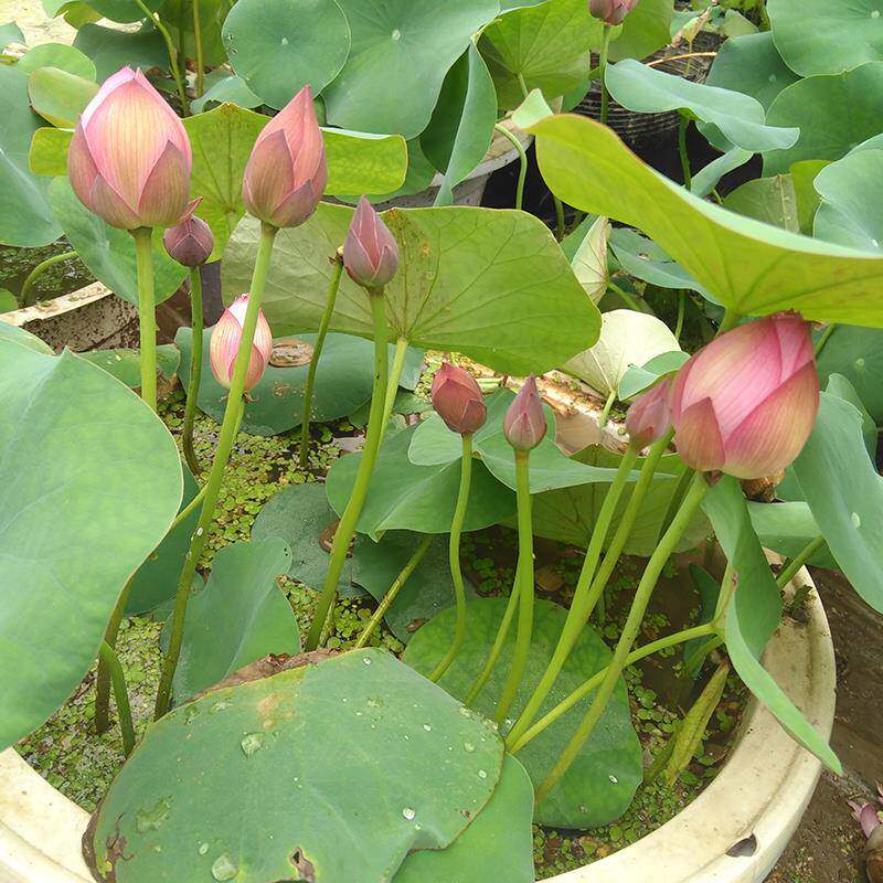裙微盆型莲花种藕荷花苗栽红水生观赏阳台庭院花卉建国tq563886碗