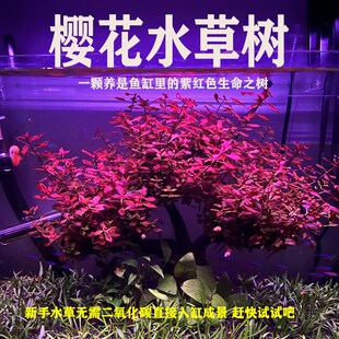 红草树紫玫瑰水草鱼缸造景植物淡水生命之树沉木造景懒人水草