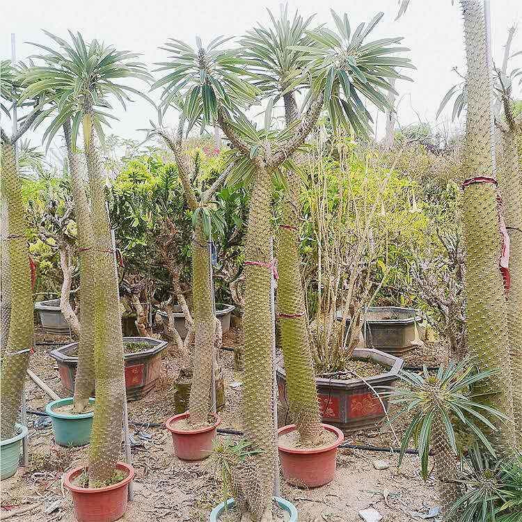非洲霸王树盆栽沙漠热带植物仙人柱棒槌树属主营沙漠植物