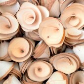 饰玫瑰花朵幼儿园环创干花材料室内挂饰木卷花 diy手工装 木花