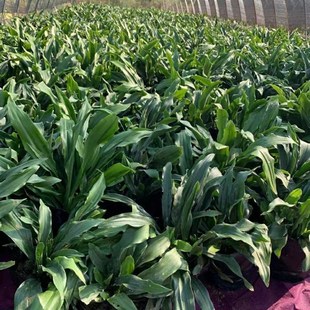 中华红果金青叶万年青订婚乔迁之喜吉祥祝寿花卉客厅阳台盆栽绿植