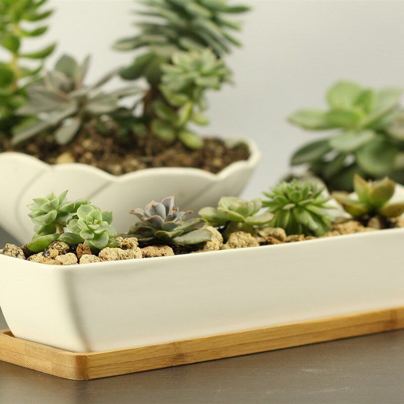 韩国简约白色创意多肉陶瓷长条船形搭配绿萝盆栽花盆带竹托盘套装