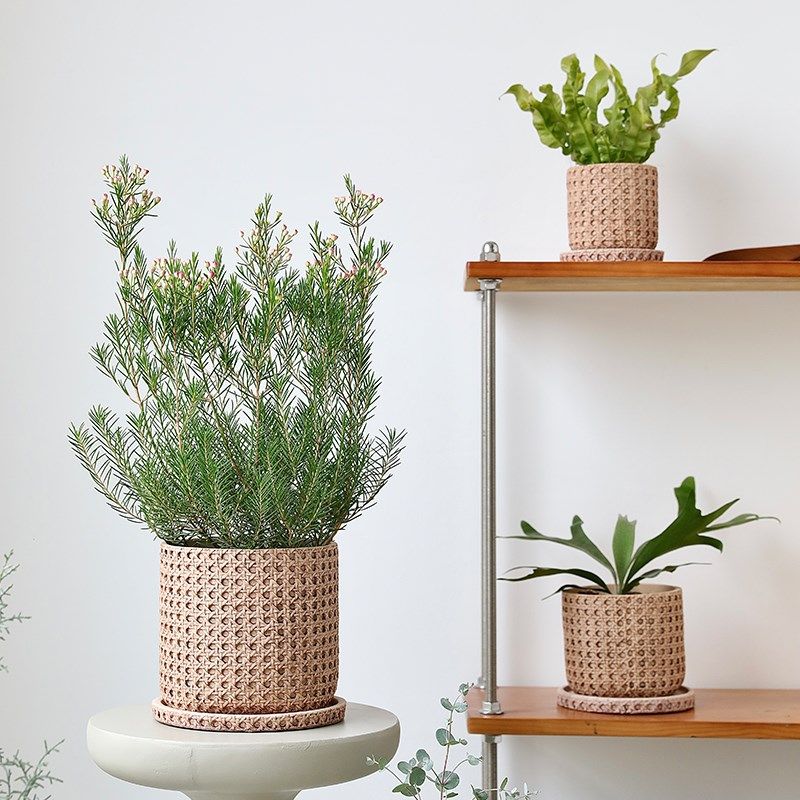 日式仿编织水泥花盆竹编草编陶瓷藤编绿植室内套盆兰花陶盆桌面大,鲜花速递/花卉仿真/绿植园艺,花盆,淘宝优惠券,粉丝福利购,淘宝优惠卷