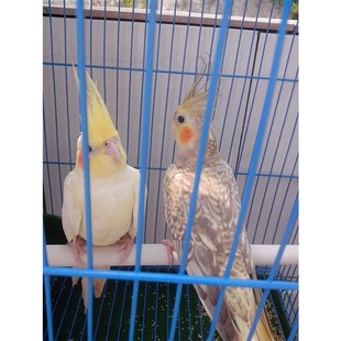 小太阳鹉专用窝繁殖孵化孵蛋产蛋冬天保暖悬挂式鸟窝鸟巢大号用品