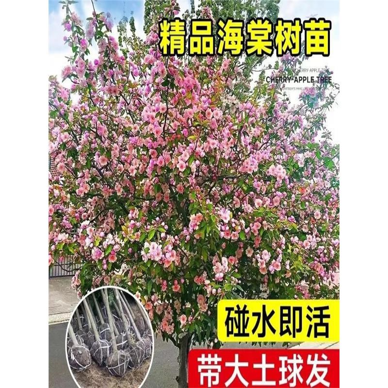 西府海棠花树苗地栽垂丝海棠北美海棠大苗海棠苗木本观花花卉植物