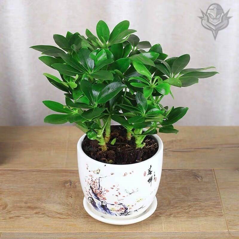 鸭脚木四季常青八方来财室内阳台桌面绿植盆栽花卉招财树苗发财树