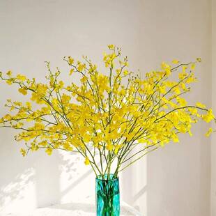 黄色跳舞兰鲜花云南直发橙色真花婚庆水培植物花束文心兰鲜切花