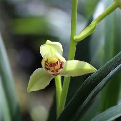 夏皇梅 建兰八大名品正格梅瓣四季兰 老种名贵南靖兰花苗夏带花苞