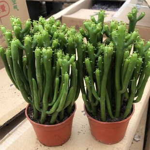 多肉植物光棍树盆栽绿珊瑚树彭瑚树多肉植物易养绿植耐旱容意养