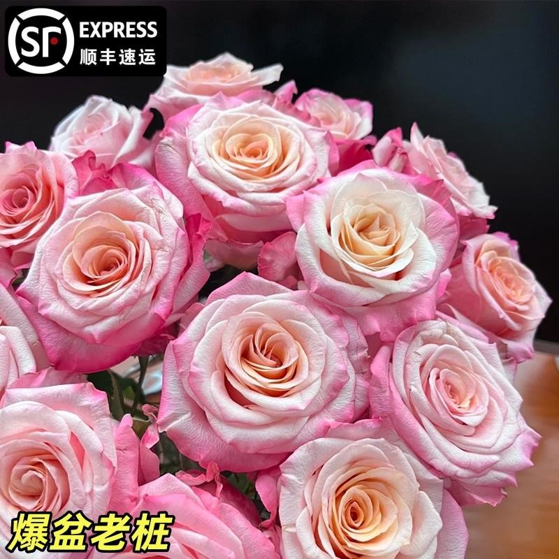 【新品】法尔法拉花苗灌木月季大苗盆栽切花玫瑰四季耐寒庭院老桩