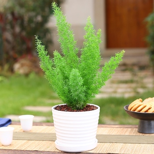 狐尾天门冬盆栽植物花卉绿植好养活室内阳台室外庭院别墅花园大苗