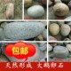 天然鹅卵石河卵石大石头原石布景龟晒台鱼缸造景鱼缸石装 饰摆件