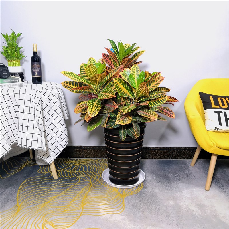 变叶木盆栽彩叶盆景 办公室阳台绿植树室内外造景植物广佛满包邮