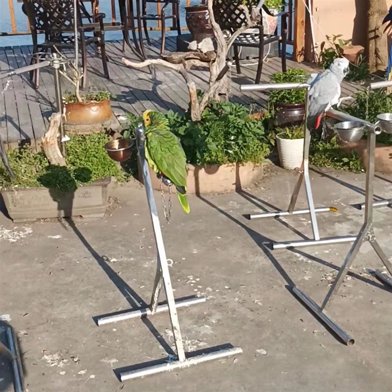 304不锈钢中大型鹦鹉灰鹦鹉外出背架放飞活动站架高75长30粗30