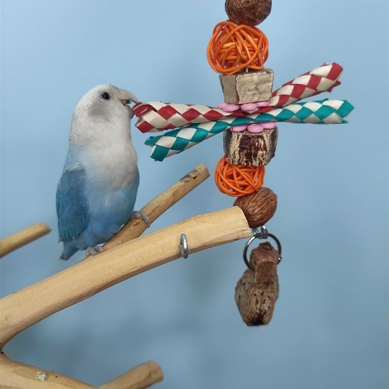 杨桃果干玄凤牡丹鹦鹉啃咬多彩棕榈叶玩具解闷益智藤球鸟笼包邮,宠物/宠物食品及用品,鸟玩具,淘宝优惠券,粉丝福利购,淘宝优惠卷