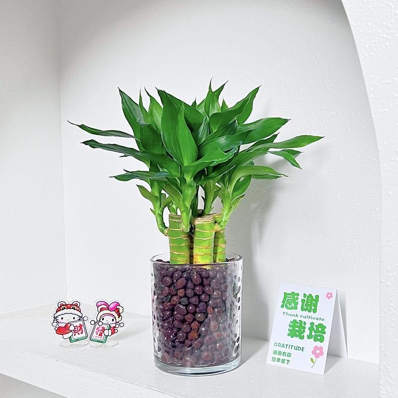 文昌竹4支富贵竹带根金榜题名室内盆栽高考书桌节节高绿植转运竹